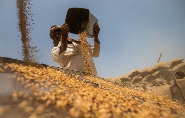 India offers US ‘deep’ tariff cuts, but shields grain and dairy markets