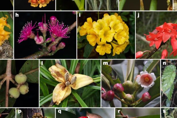 Indigenous wisdom ‘protects biodiversity’