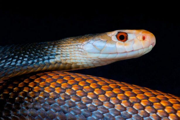 Innovative antivenom may work against the world’s deadliest snakes
