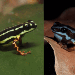 It’s raining tiny toxic frogs