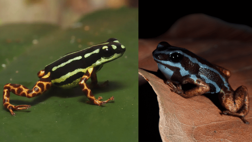 It’s raining tiny toxic frogs