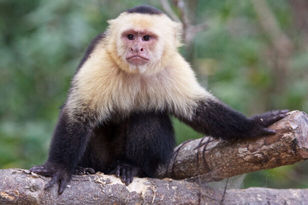 Juvenile capuchins are kidnapping infants of another monkey species