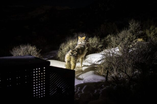 Latest relocated gray wolf death reported in northwest Colorado