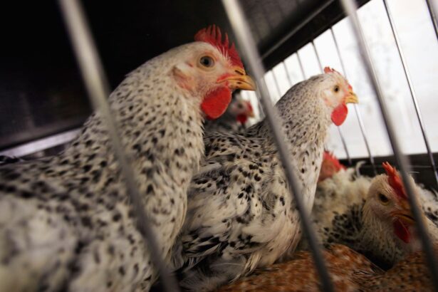 Loss Of MRNA, Bird Flu Vaccines Threatens Our Biosecurity