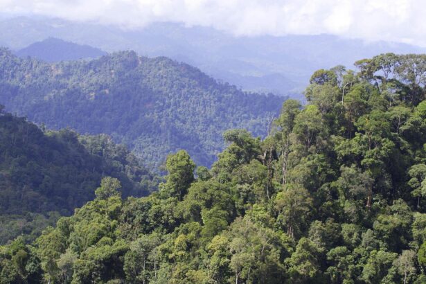 Malaysia’s Indigenous peoples hit by deforestation and evictions