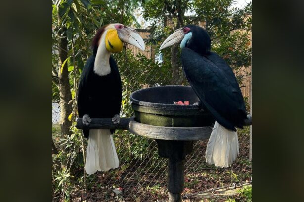 Male hornbills are at their mates’ every beck and call