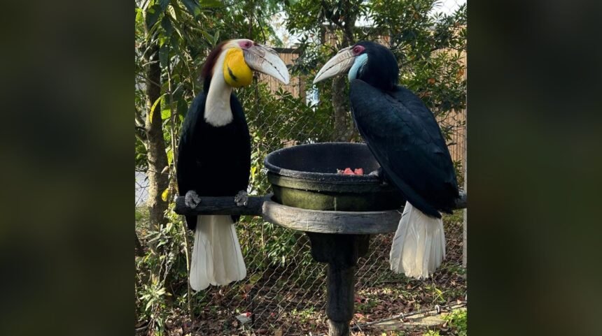 Male hornbills are at their mates’ every beck and call