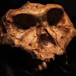 Males weren’t always bigger than females in this hominid species