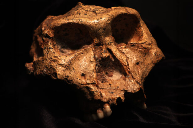 Males weren’t always bigger than females in this hominid species