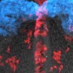 Mesmerizing Video Shows Cardiac Cells Building a Heart : ScienceAlert