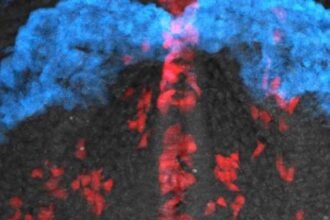 Mesmerizing Video Shows Cardiac Cells Building a Heart : ScienceAlert