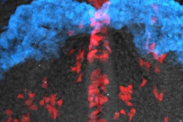 Mesmerizing Video Shows Cardiac Cells Building a Heart : ScienceAlert