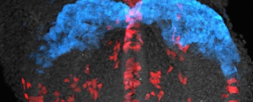 Mesmerizing Video Shows Cardiac Cells Building a Heart : ScienceAlert