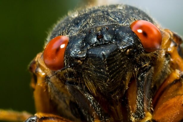 Mysterious Critters Set to Return After 17 Years Underground : ScienceAlert
