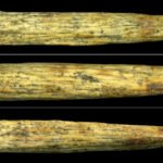 Neandertals invented bone-tipped spears all on their own