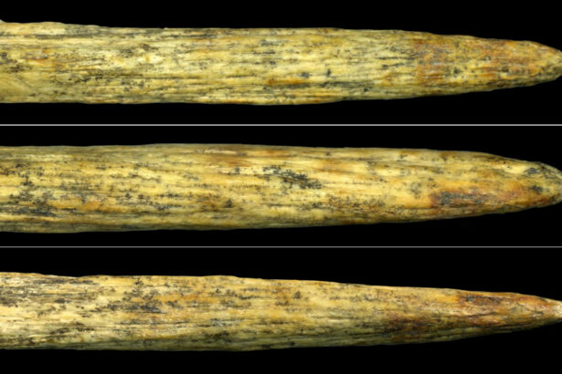 Neandertals invented bone-tipped spears all on their own