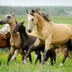 Neandertals may have hunted in horse-trapping teams 200,000 years ago
