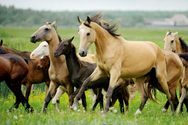 Neandertals may have hunted in horse-trapping teams 200,000 years ago