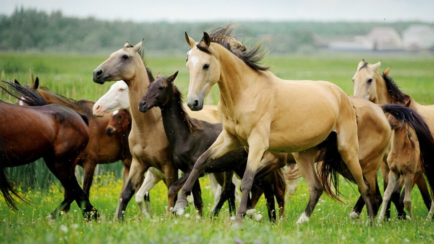 Neandertals may have hunted in horse-trapping teams 200,000 years ago