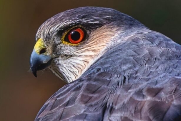 New Jersey Hawk Develops Clever Hunting Strategy Using Traffic Signals : ScienceAlert