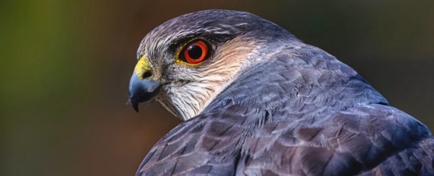 New Jersey Hawk Develops Clever Hunting Strategy Using Traffic Signals : ScienceAlert