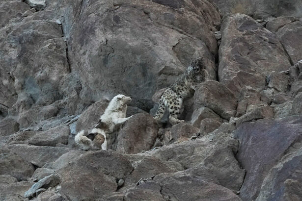 Northern India’s elusive snow leopards get their close up