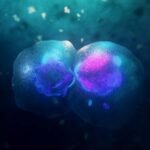 Our cells can divide in a completely unexpected way