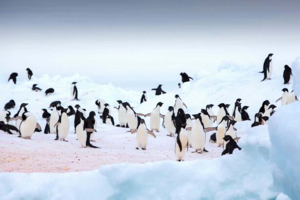 Penguin poo helps keep Antarctica cool