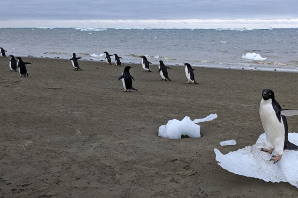 Penguin poop gives Antarctic cloud formation a boost