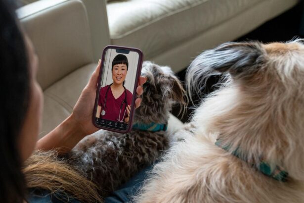 PetMeds And Dutch Team Up For Veterinary Care And Prescriptions