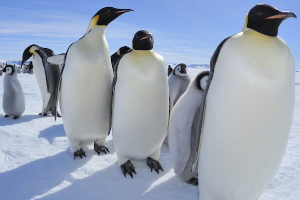 Piles of Penguin Poop Could Surprisingly Help Cool Antarctica : ScienceAlert