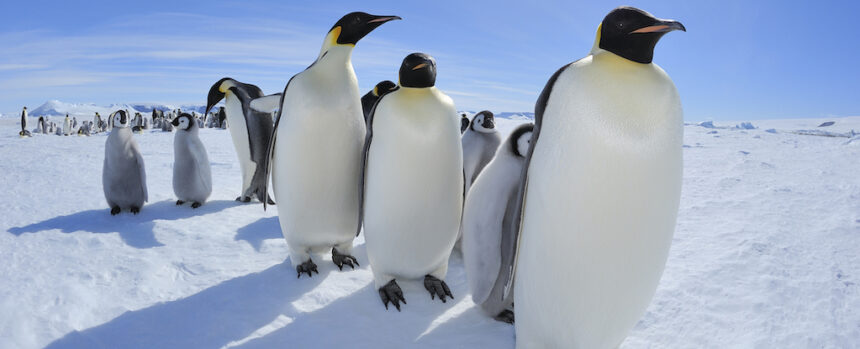 Piles of Penguin Poop Could Surprisingly Help Cool Antarctica : ScienceAlert