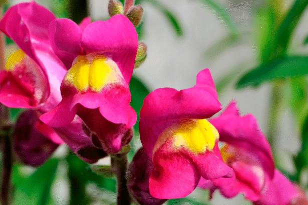 Plants can hear tiny wing flaps of pollinators