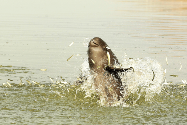 Poems spanning 1,400 years tell the tale of a revered porpoise