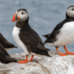 Puffin-counting season begins with two new livestreams