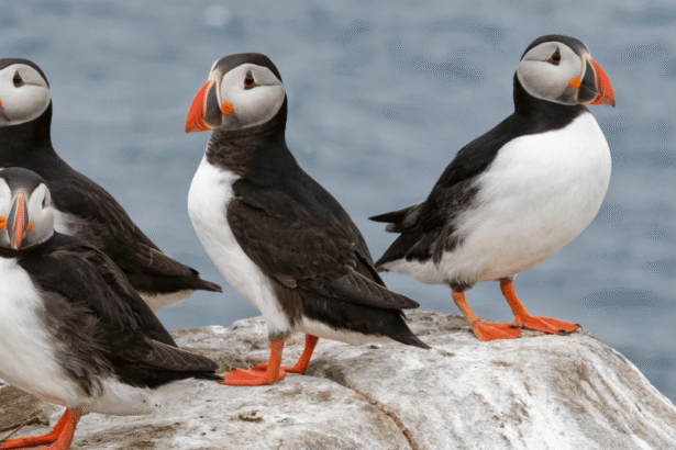 Puffin-counting season begins with two new livestreams