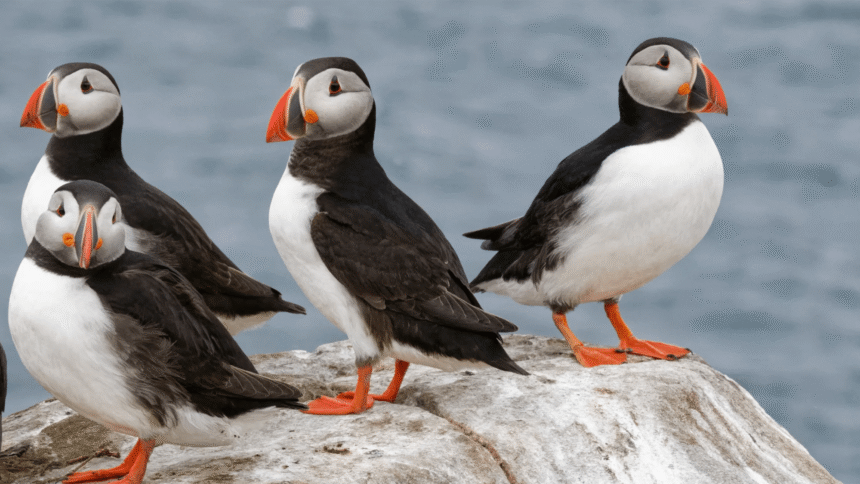 Puffin-counting season begins with two new livestreams