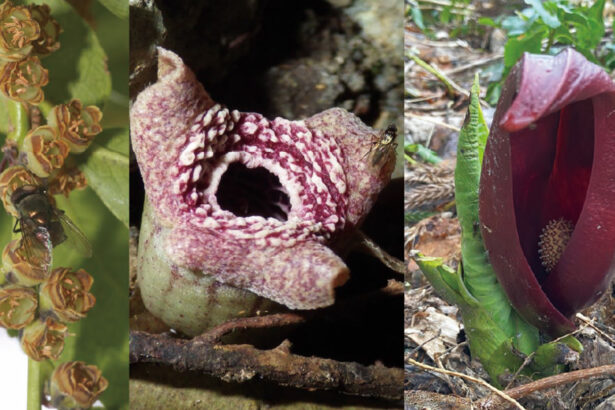 Putrid plants can reek of hot rotting flesh with one evolutionary trick