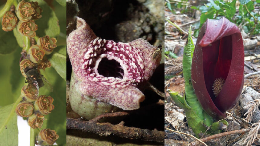 Putrid plants can reek of hot rotting flesh with one evolutionary trick