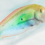 Queering conservation