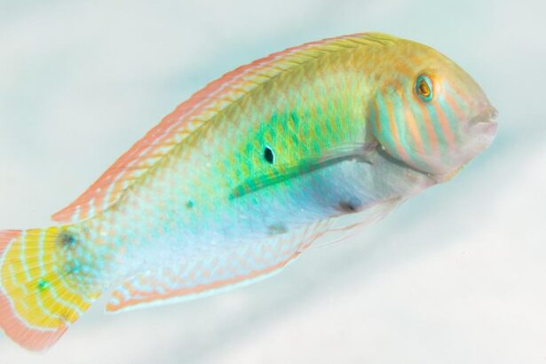 Queering conservation