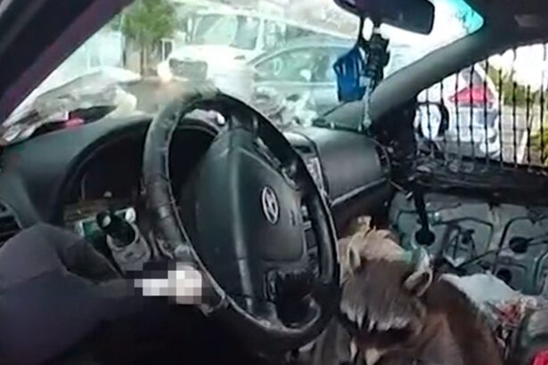 Raccoon Grabs Pipe & Puts it to Mouth During Woman’s Arrest, on Video