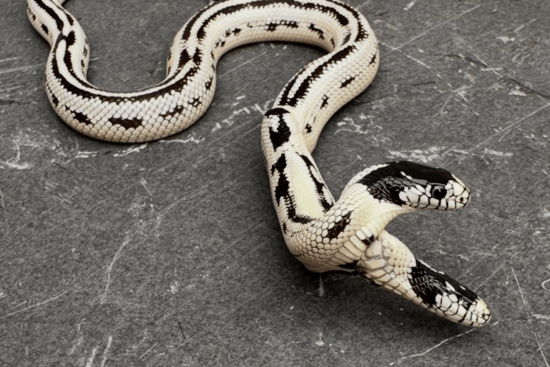 Rare two-headed snake is surprisingly thriving