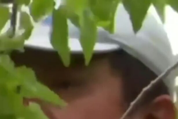 Raul, the tree-climbing illegal – Gateway Hispanic