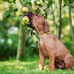 Reduce Rover’s CO2 Pawprint: 13 Fruits & Veggies Dogs Enjoy