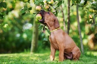 Reduce Rover’s CO2 Pawprint: 13 Fruits & Veggies Dogs Enjoy