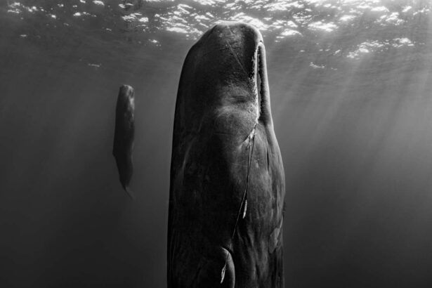 Remarkable photos highlight the haunting resilience of nature