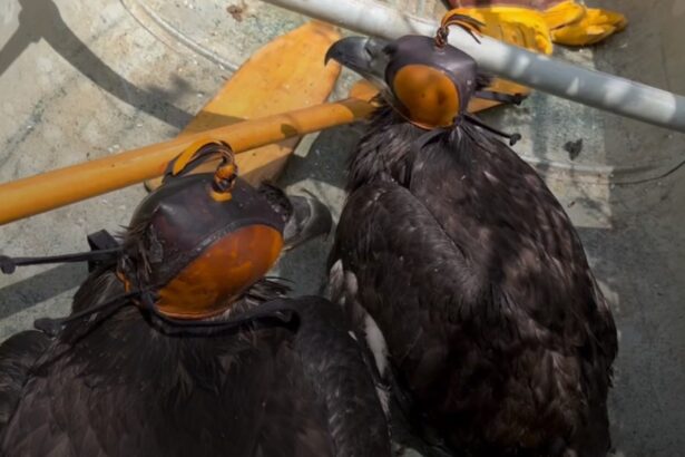 Rescuers borrow canoe to save baby bald eagles in river
