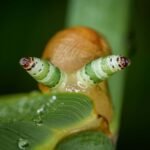 Rise of the Zombie Bugs review: Grisly new book reveals what zombie insects can teach us