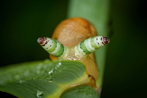 Rise of the Zombie Bugs review: Grisly new book reveals what zombie insects can teach us